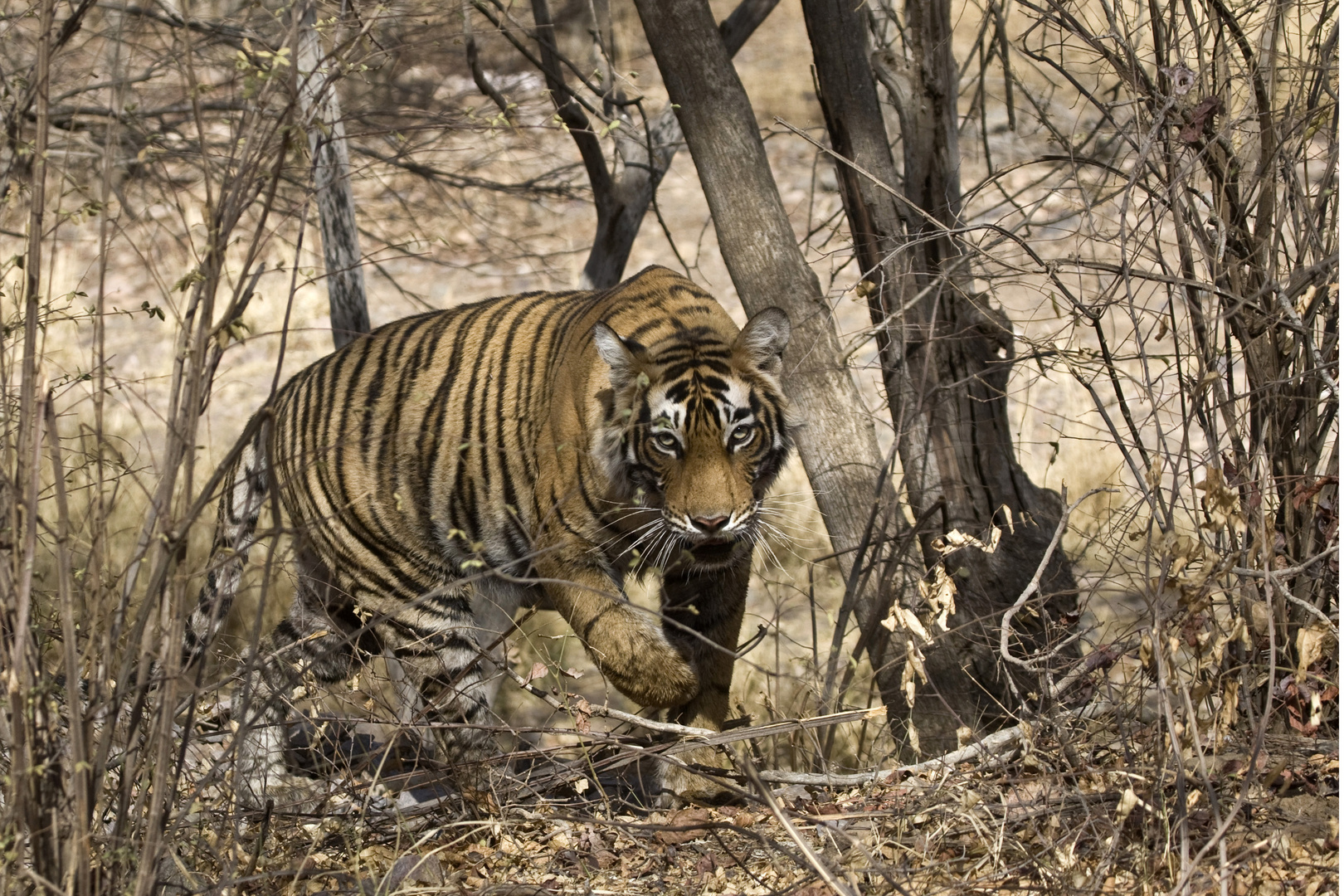 Bengaltigerin auf der Pirsch