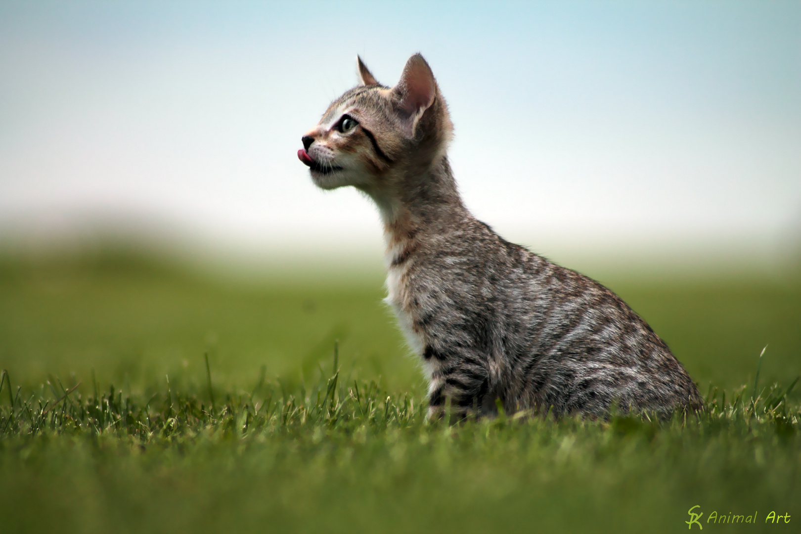 BengalxSiam Kitten