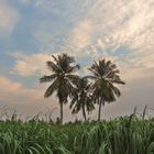 Bénin