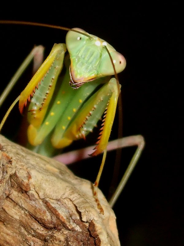 benin mantis