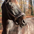 Benito im herbstlichen Wald