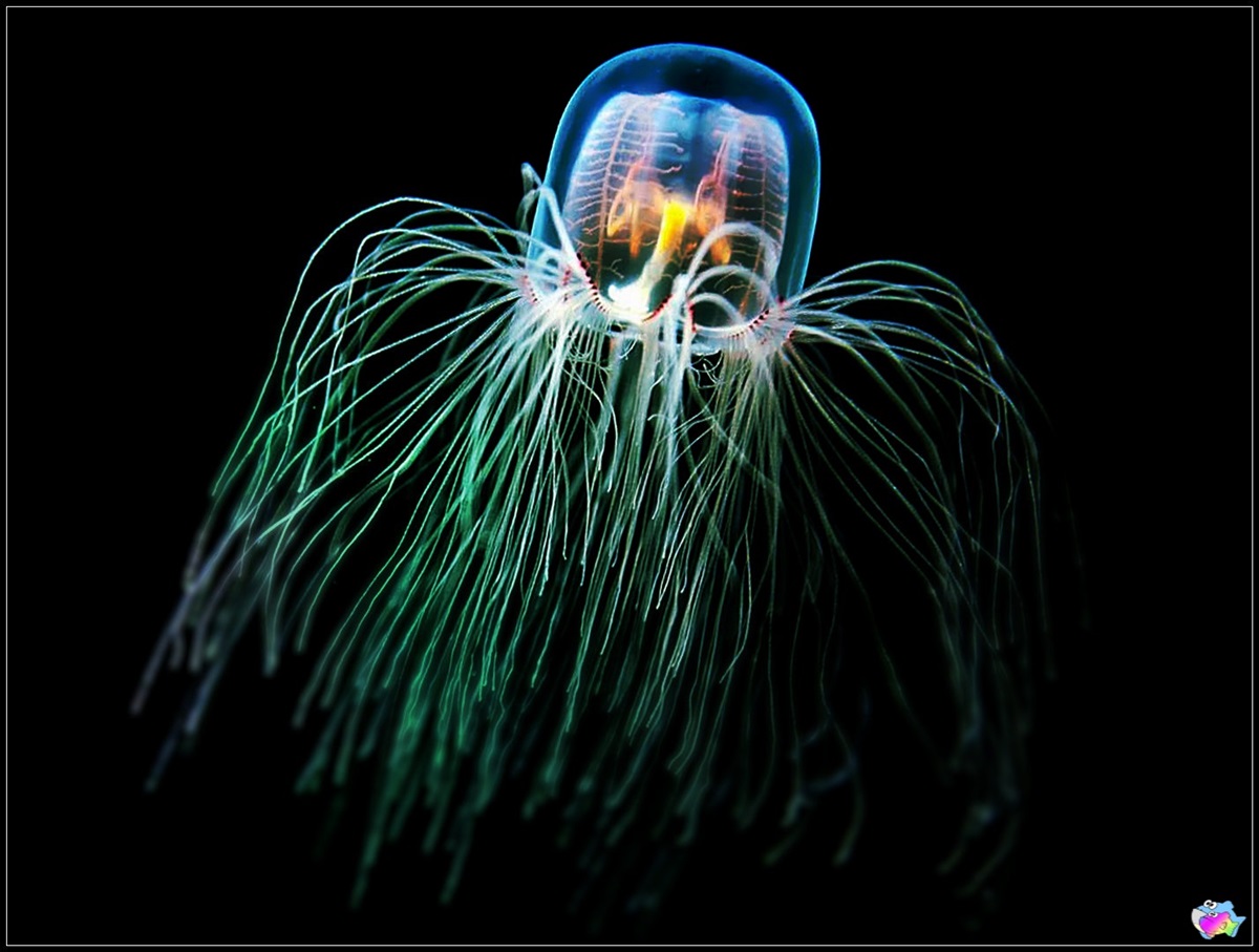Benjamin button jellyfish