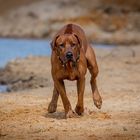 Benji beim laufen