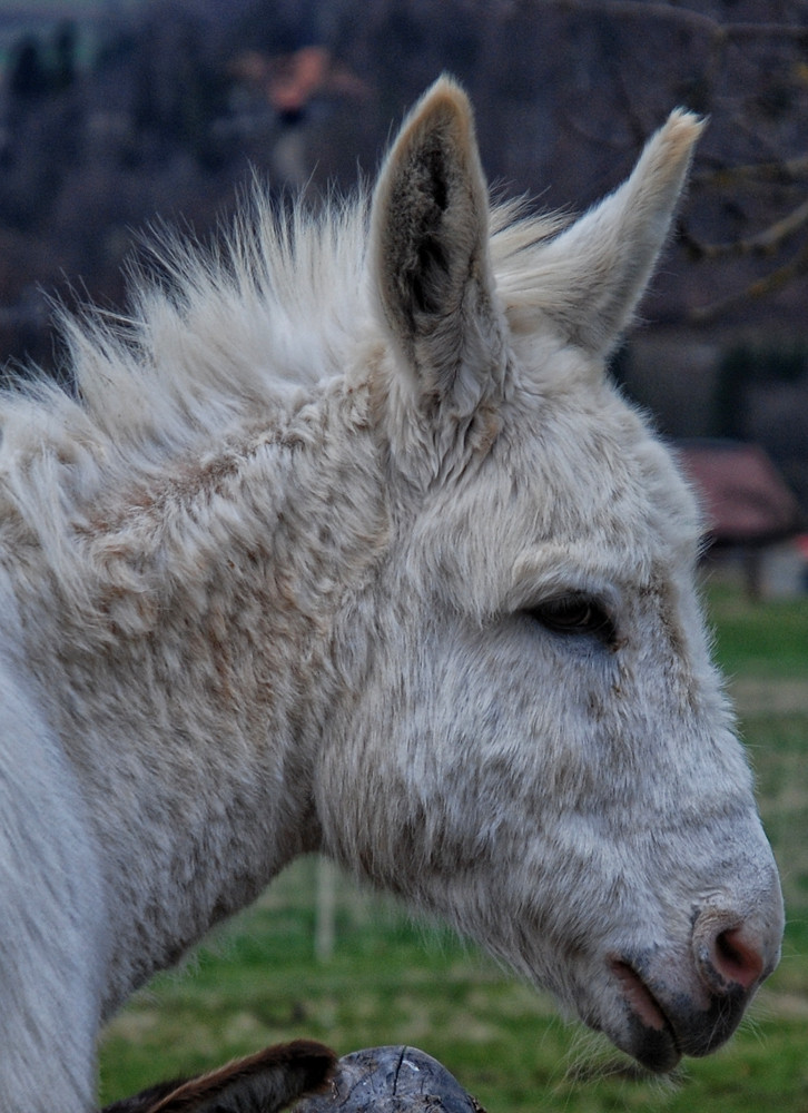 Benji der (meistens) weisse Esel