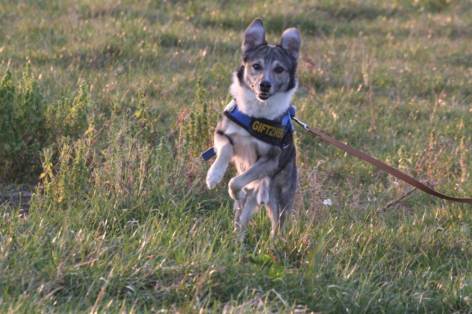 Benji im Flugsprung