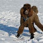 Benji im Schnee