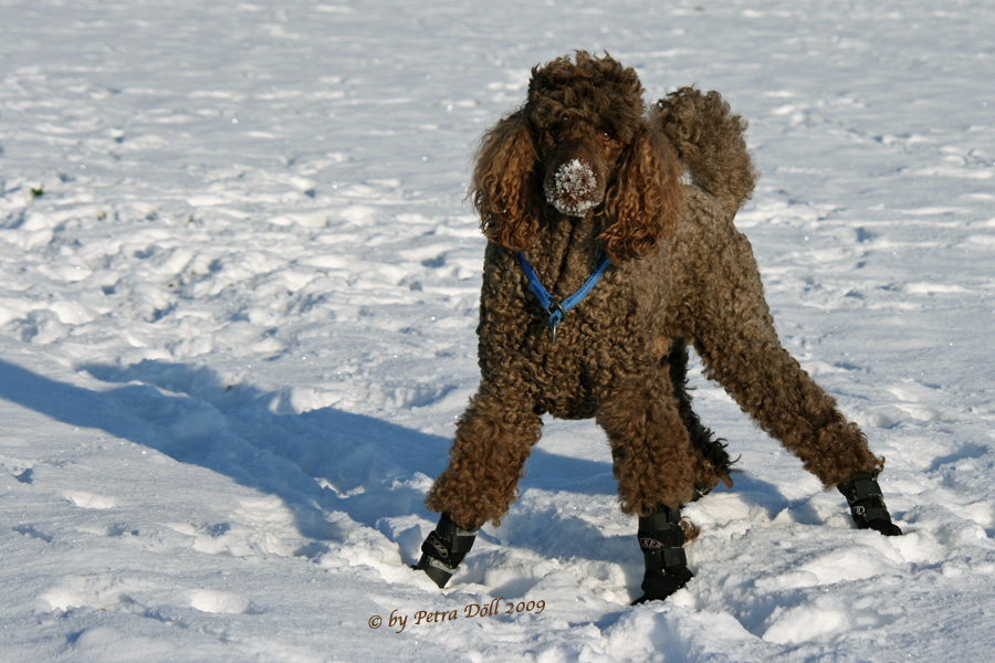 Benji im Schnee