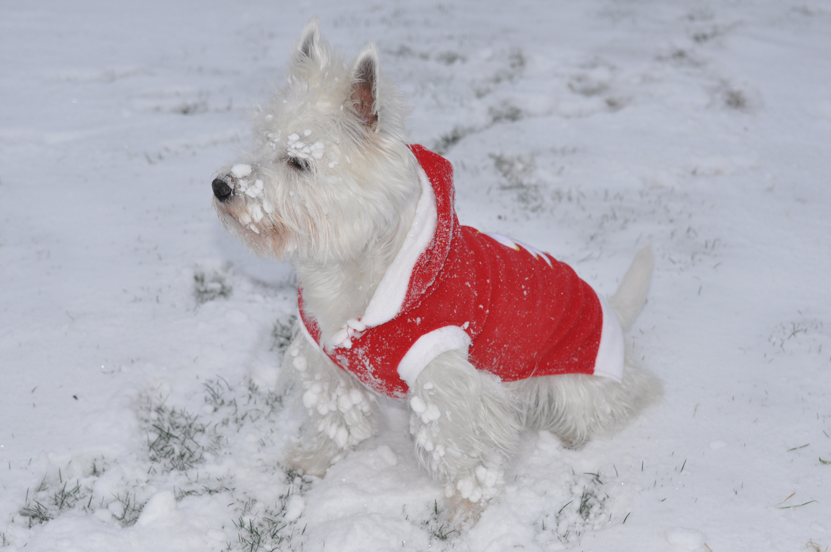 Benji im Schnee