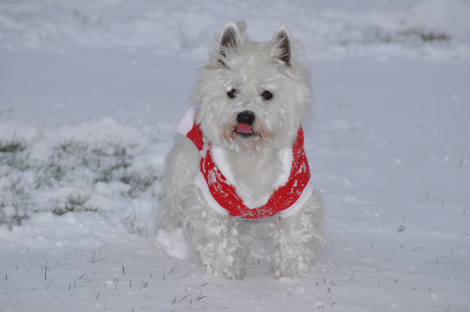 Benji im Schneemantel