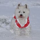 Benji im Schneemantel