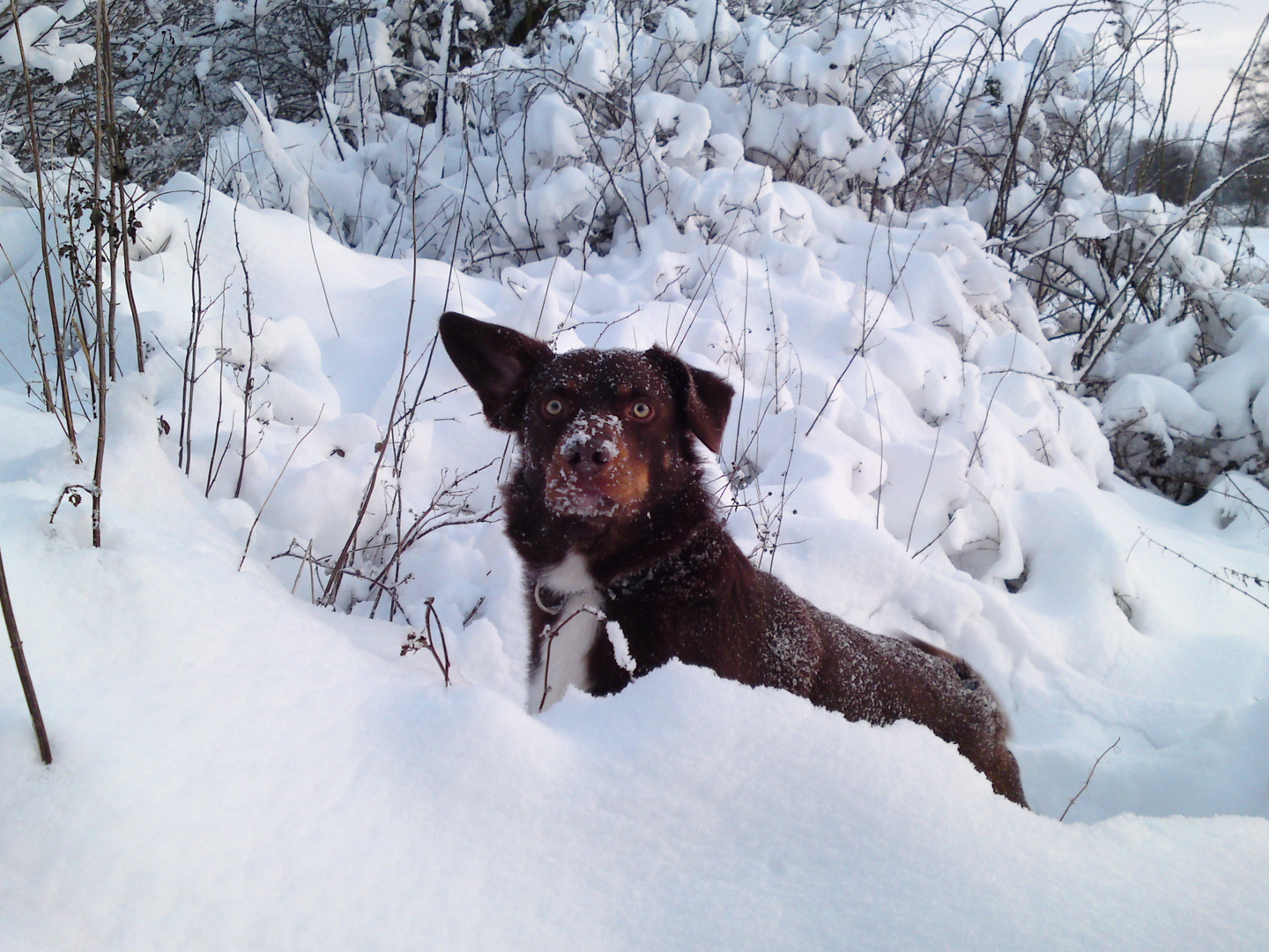 Benji liebt Schnee