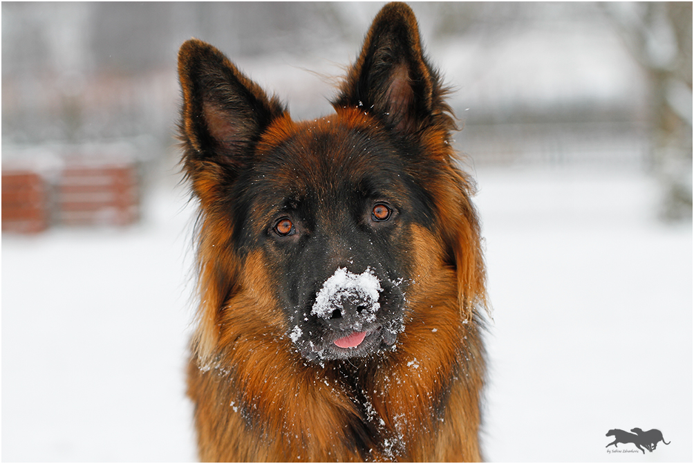 Benji mit Schnee auf seiner Nase