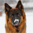 Benji mit Schnee auf seiner Nase