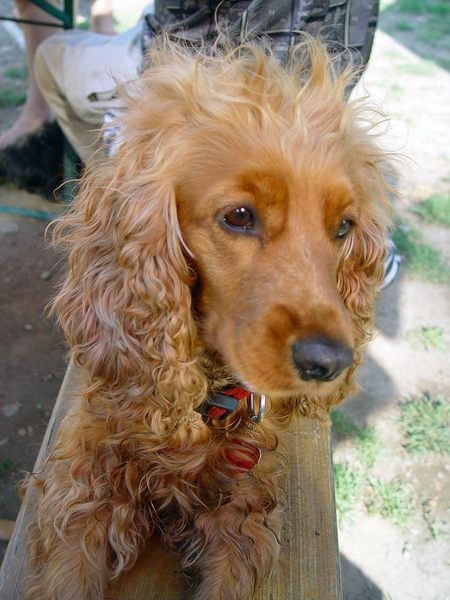 Benji mit Sturmfrisur