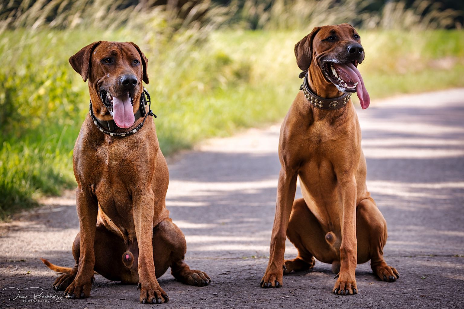 Benji und Forrest