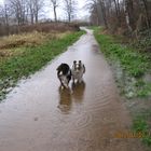 Benji und Merlin am alten Bahndamm