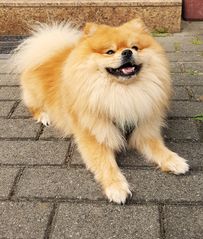 Benjie