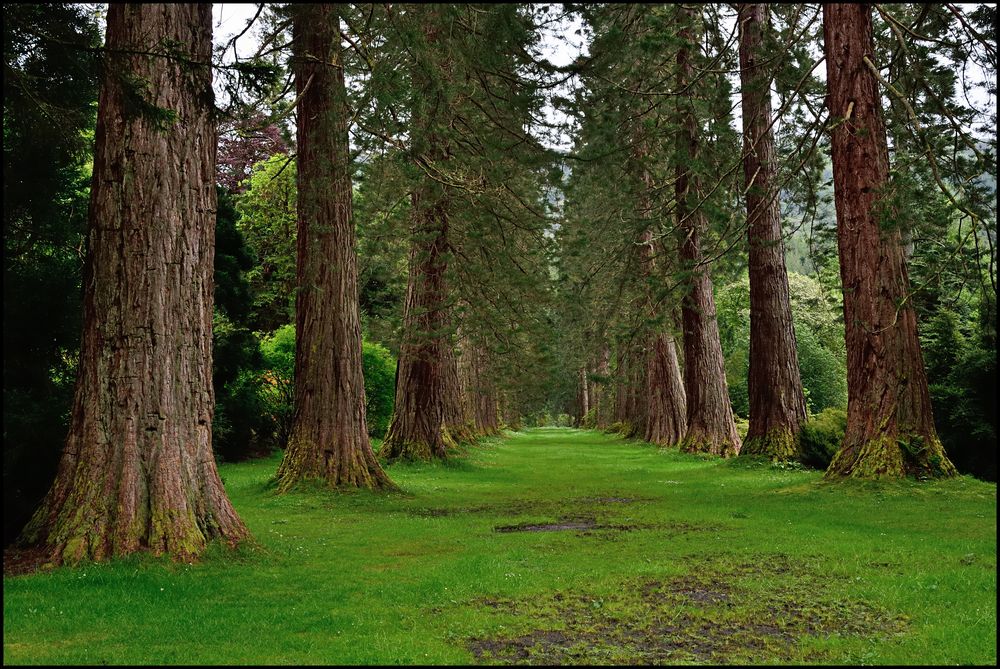 Benmore Gardens