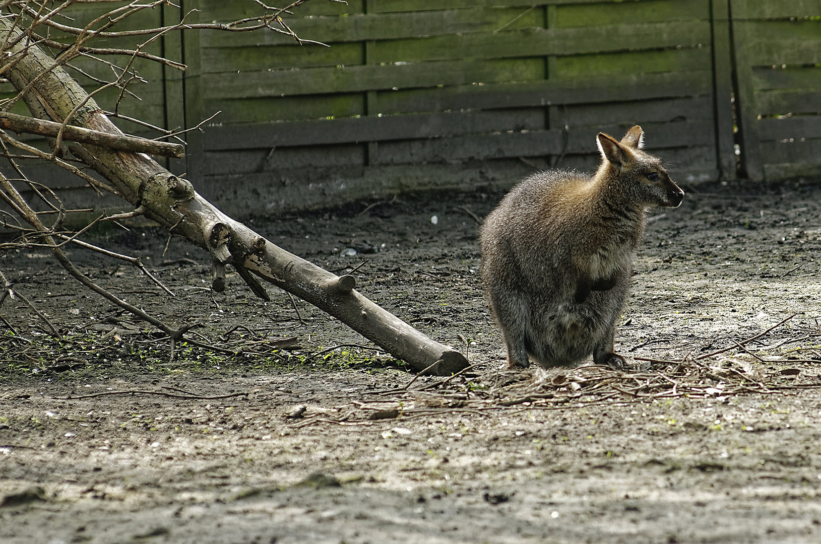 Bennett Kanguru Im Tierpark Hamm Foto Bild Deutschland Europe Nordrhein Westfalen Bilder Auf Fotocommunity