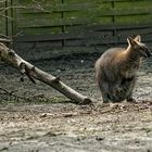 Bennett-Känguru im Tierpark Hamm