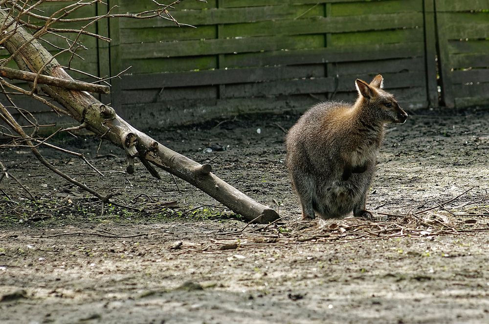 Bennett-Känguru im Tierpark Hamm