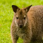 Bennett-Känguru - Macropus rufogriseus