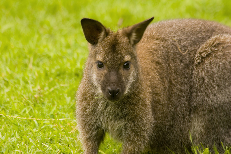 Bennett-Känguru - Macropus rufogriseus