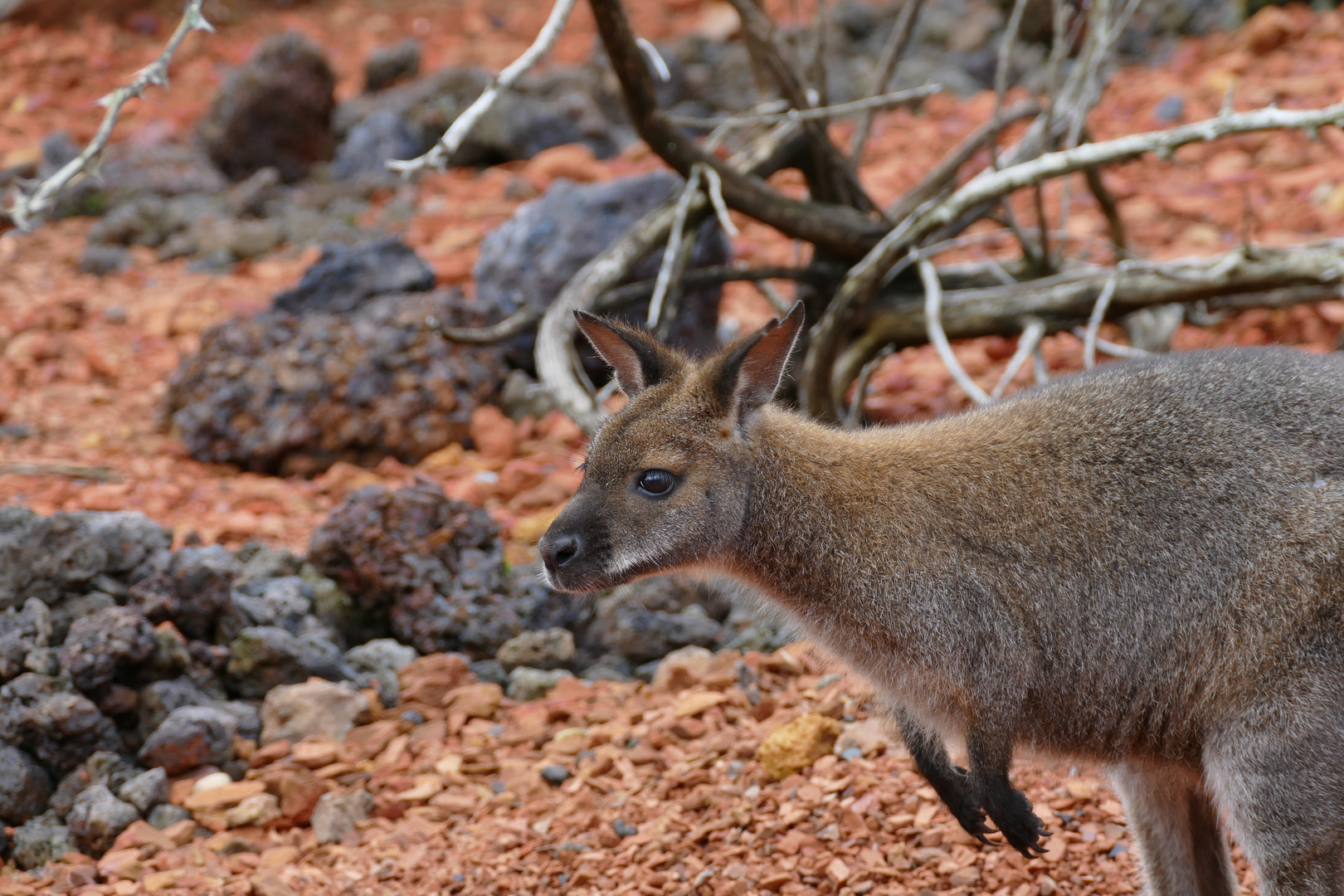 Bennett-Wallaby