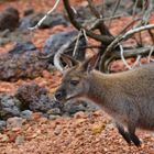 Bennett-Wallaby