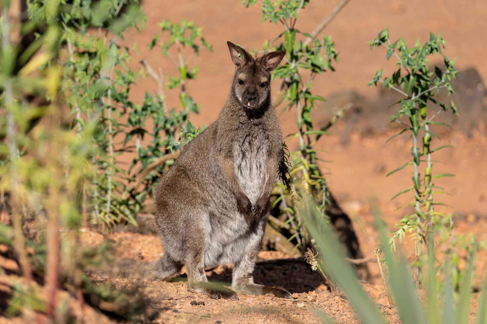 Bennett-Wallaby