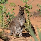 Bennett-Wallaby