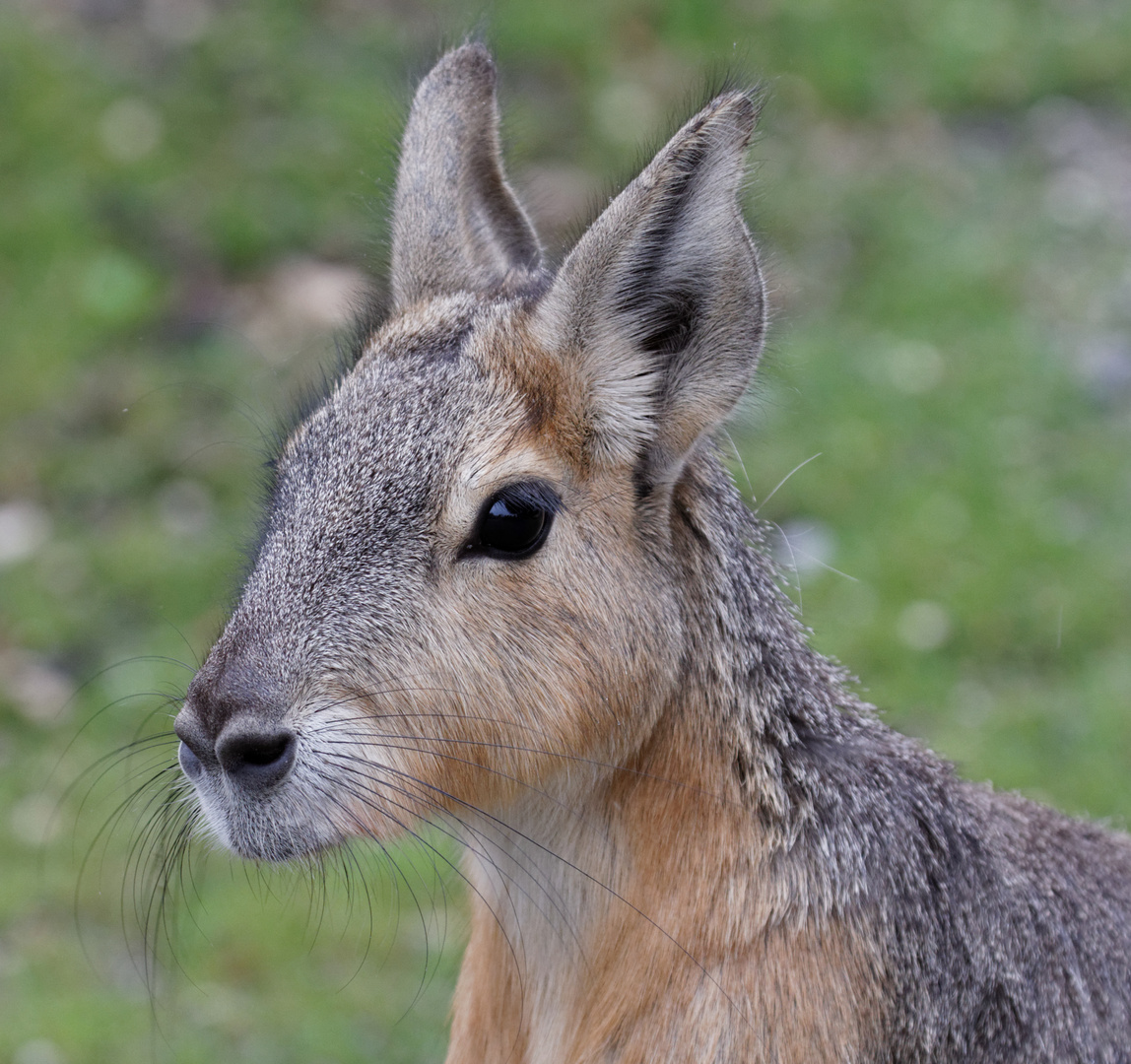 Bennett Wallaby im Kinderzoo, Rapperswil