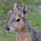 Bennett Wallaby im Kinderzoo, Rapperswil