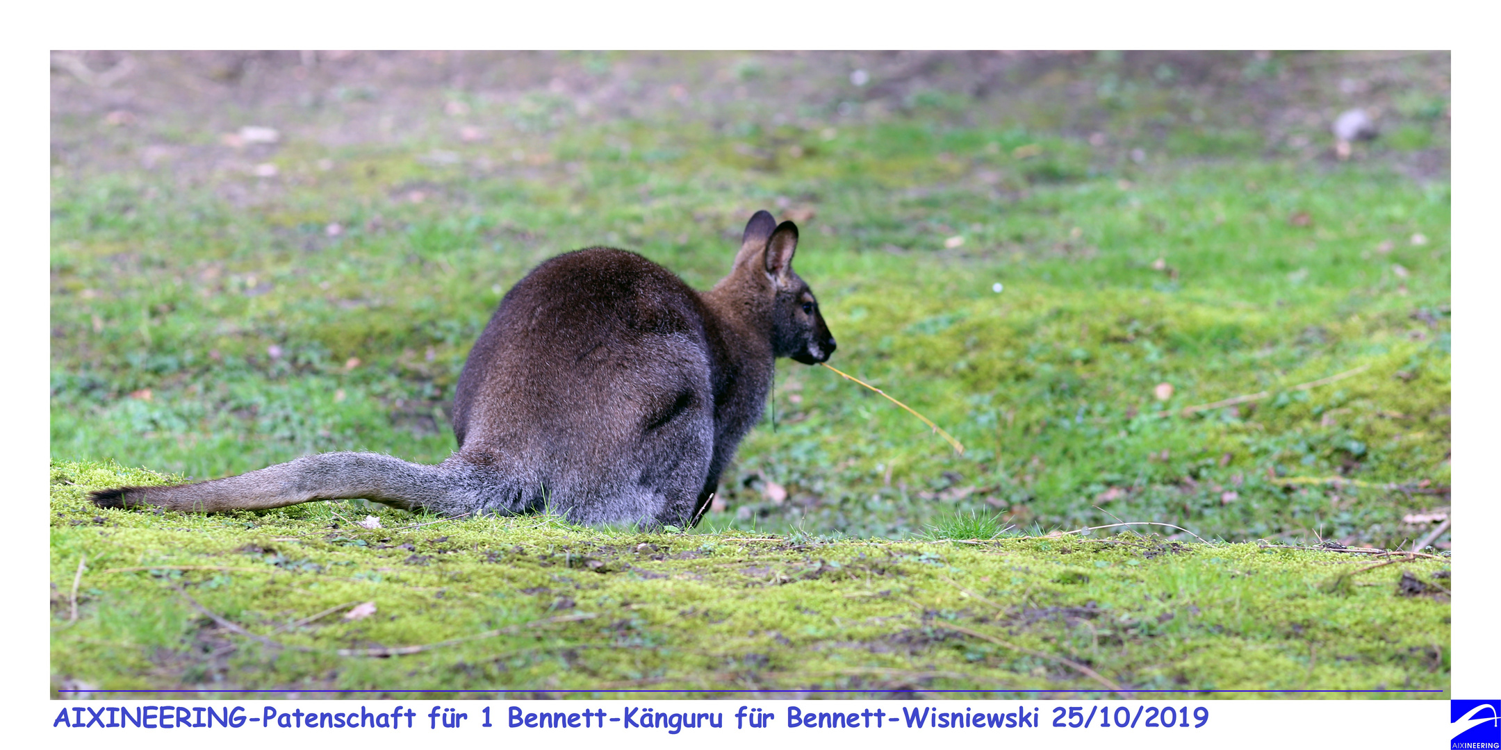 Bennett-Wisniewski (Tierpark-AC)