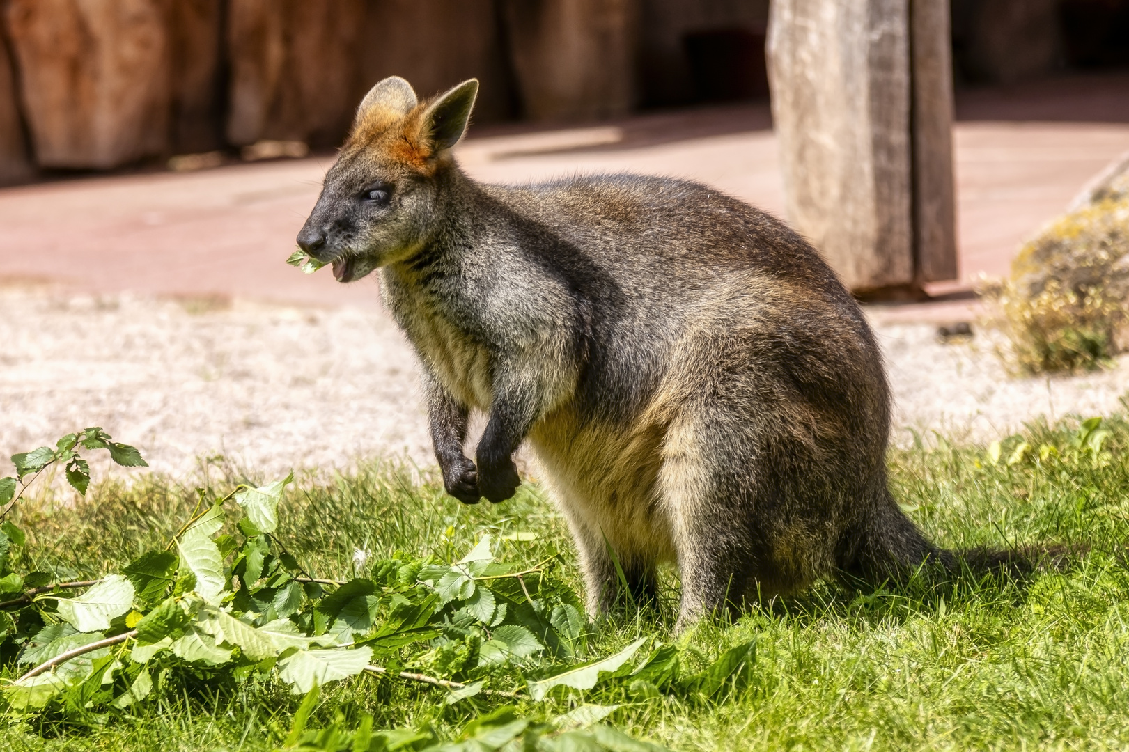 Bennettkänguru