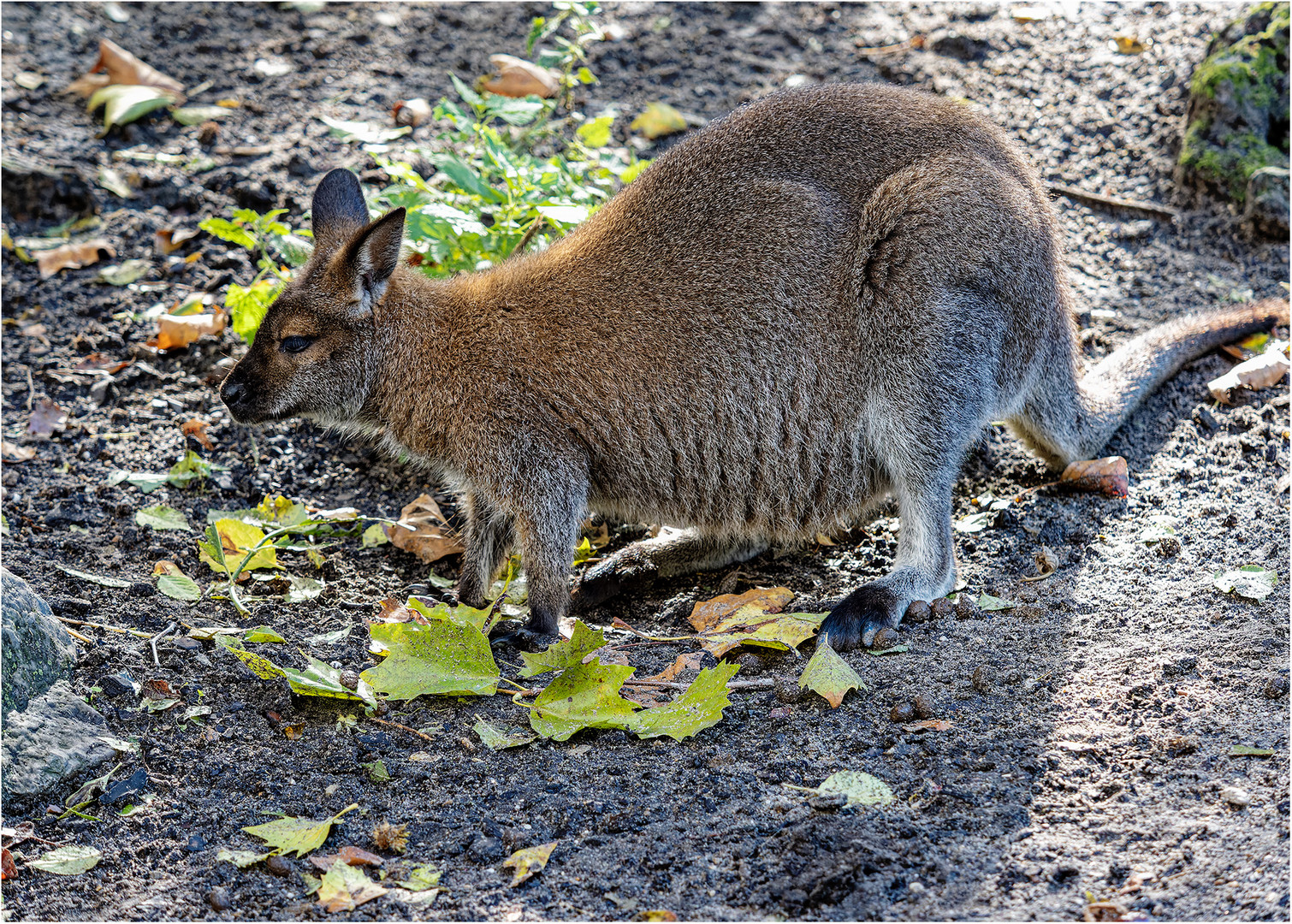 Bennettkänguru