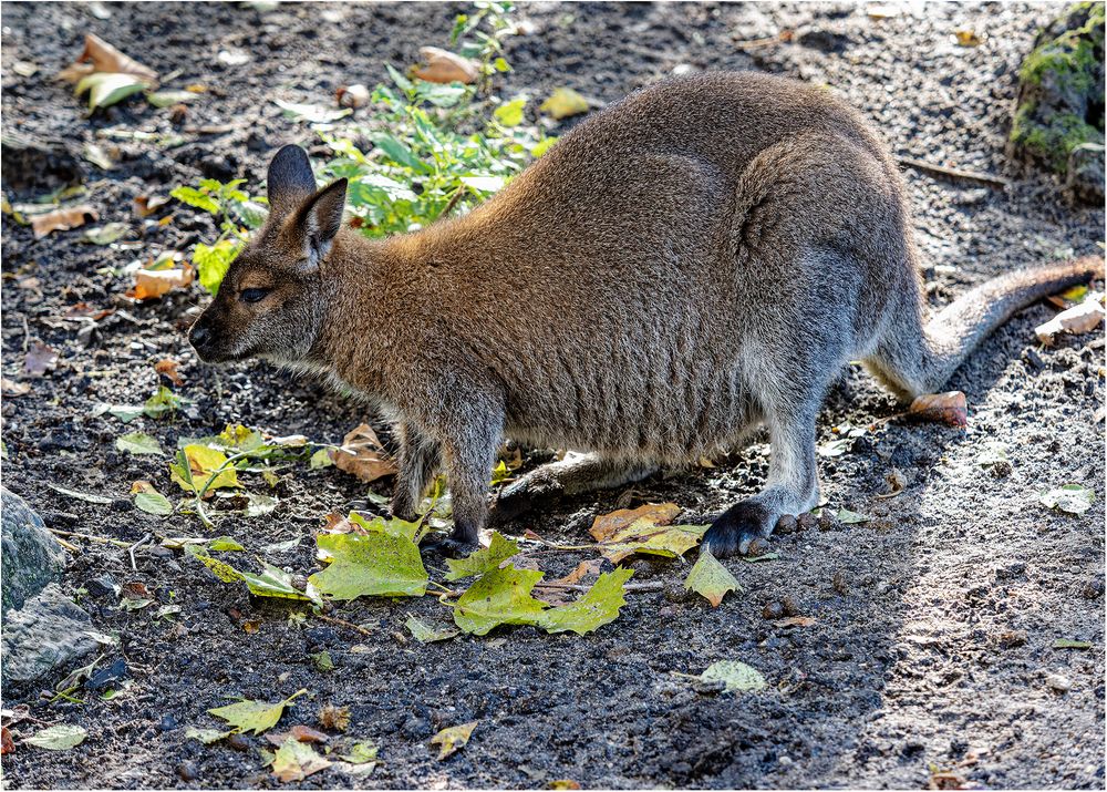 Bennettkänguru