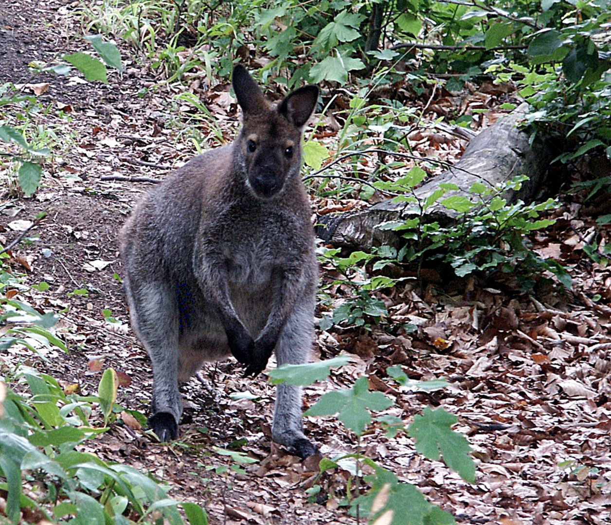 Bennettkänguru