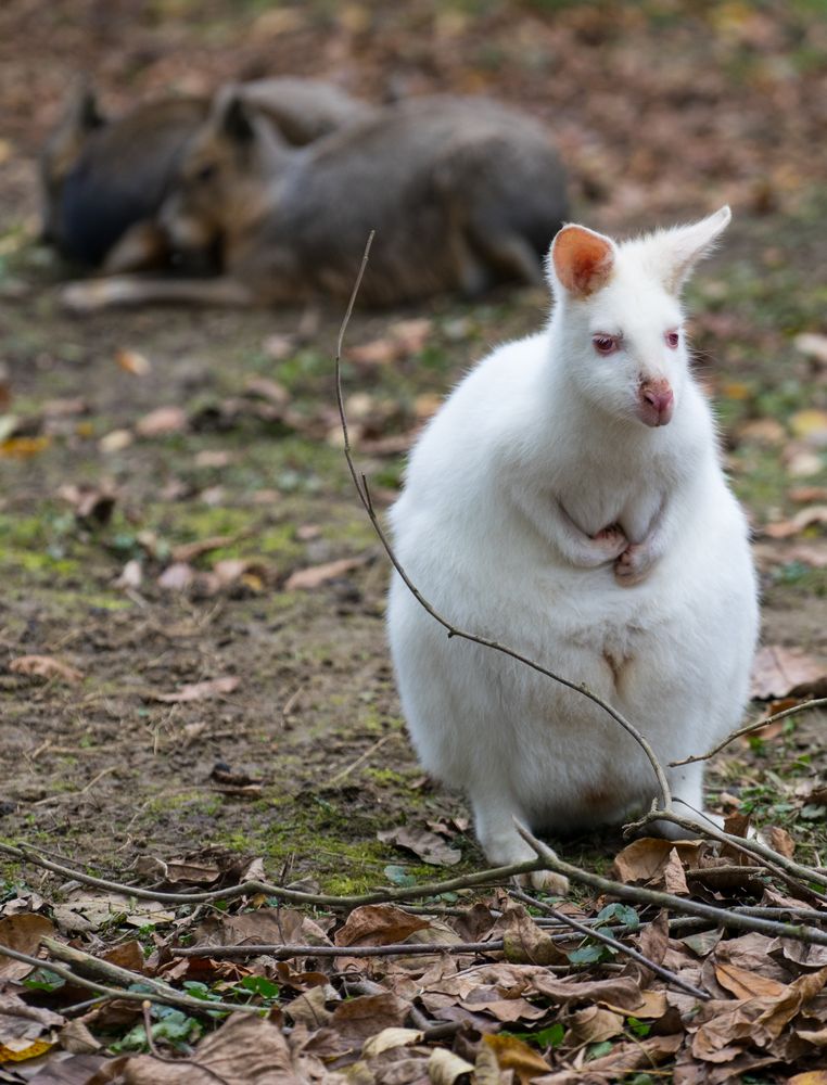 Bennettkänguruh im Tierpark Göppingen