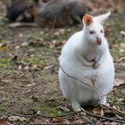 Bennettkänguruh im Tierpark Göppingen