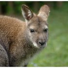 Bennett's Wallaby