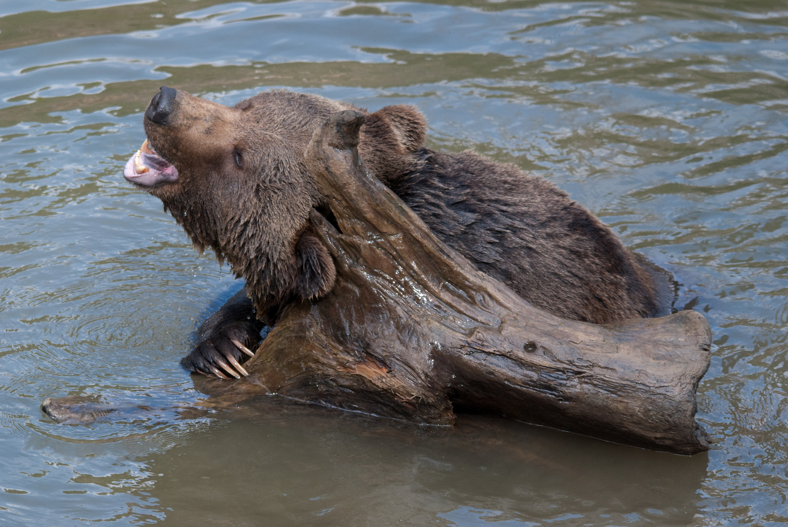 Benni beim Baden