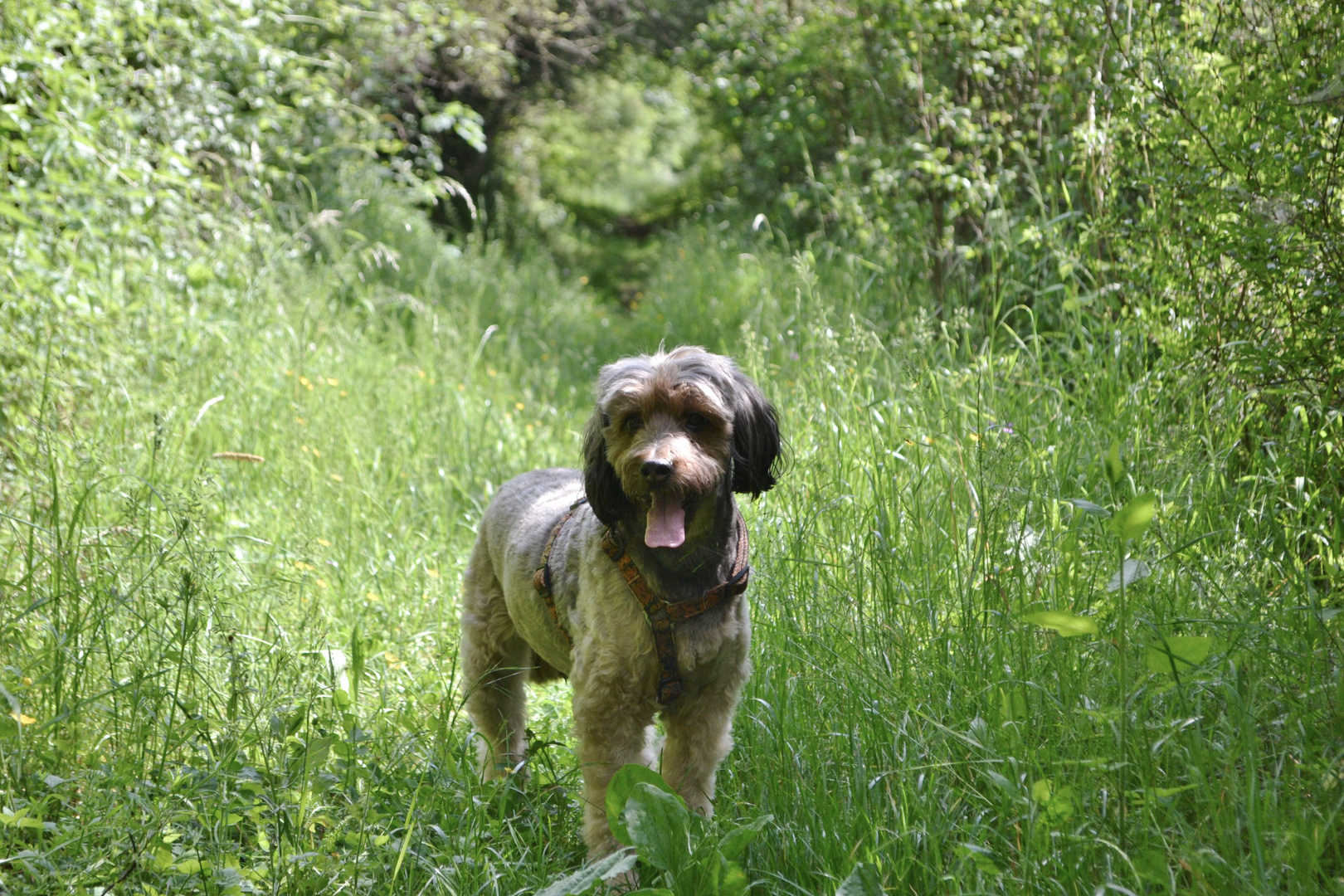 Benni im Grünen Bereich