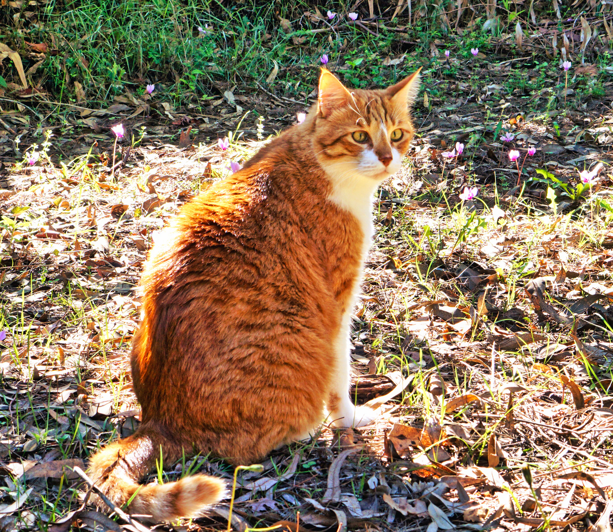 Benni in der Sonne