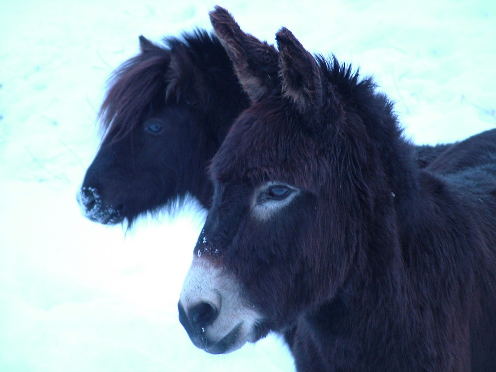 Benni und Lea im Schnee