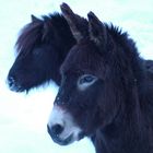 Benni und Lea im Schnee