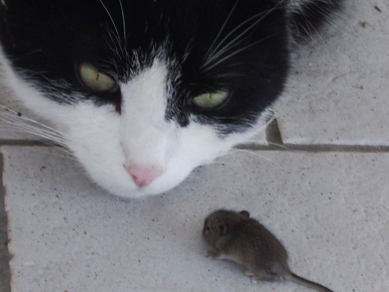 Benno und die Maus