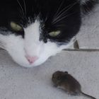 Benno und die Maus