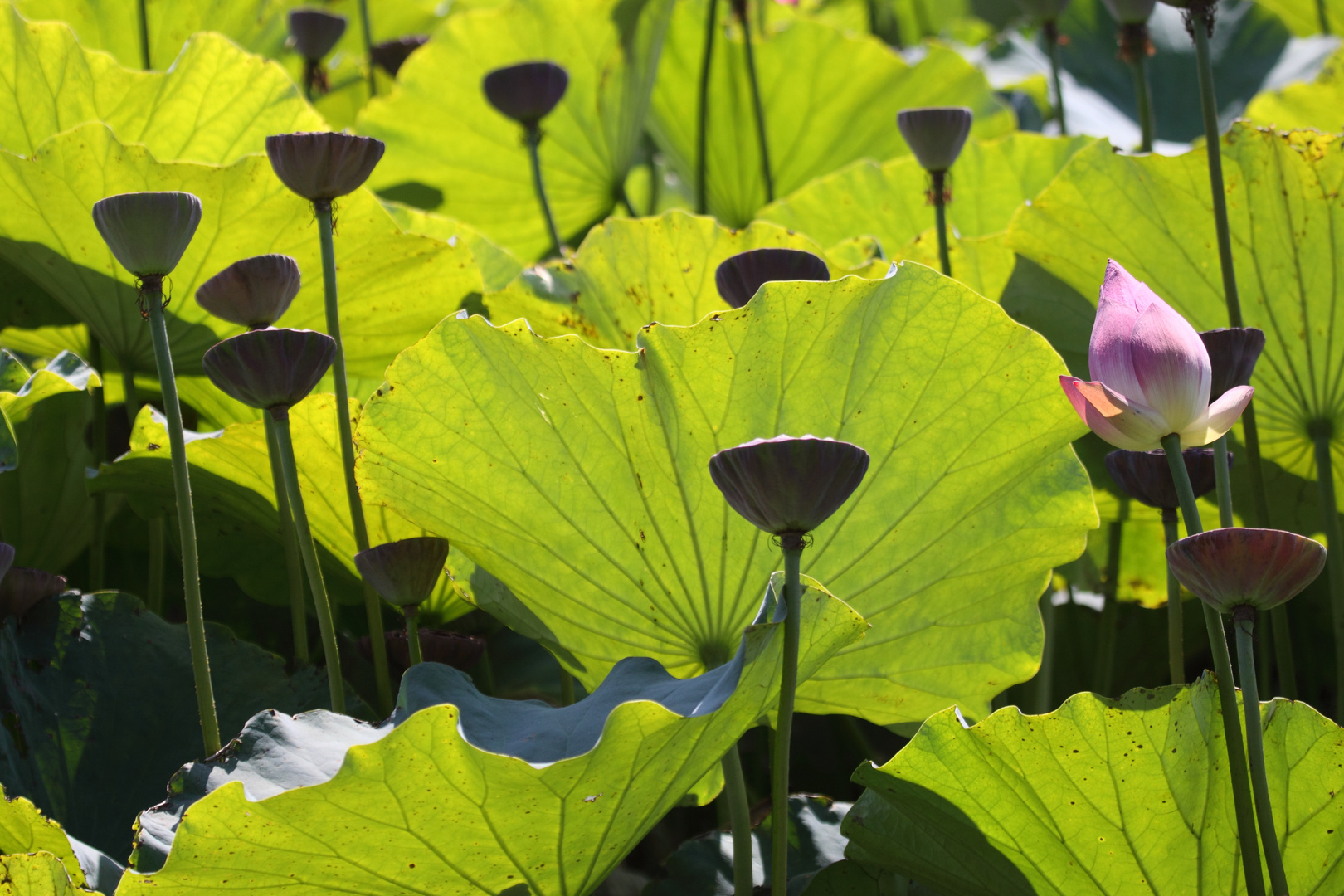 Bennwihr, Parc de Schoppenwihr, nördl. Weiher, Lotus - Gegenlichtaufnahme