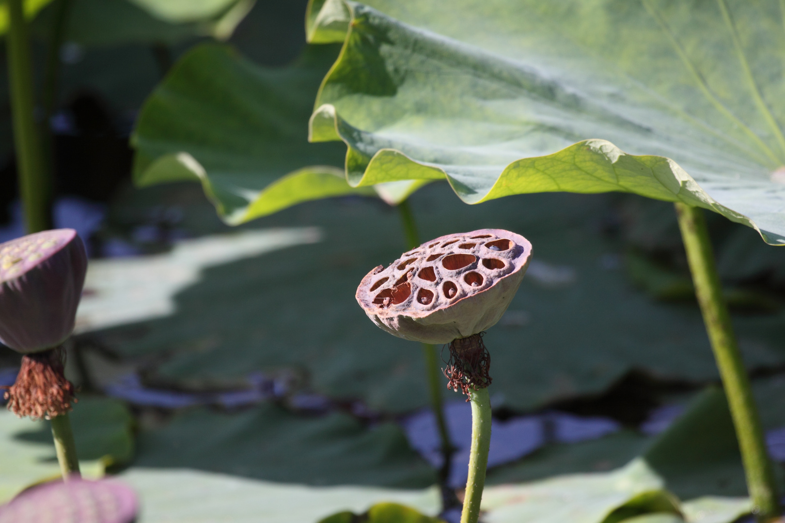 Bennwihr, Parc de Schoppenwihr, nördl. Weiher, Lotus nach der Blüte